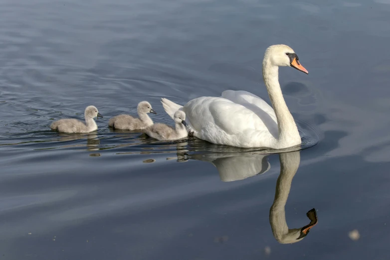 a family of swan swimming through the water