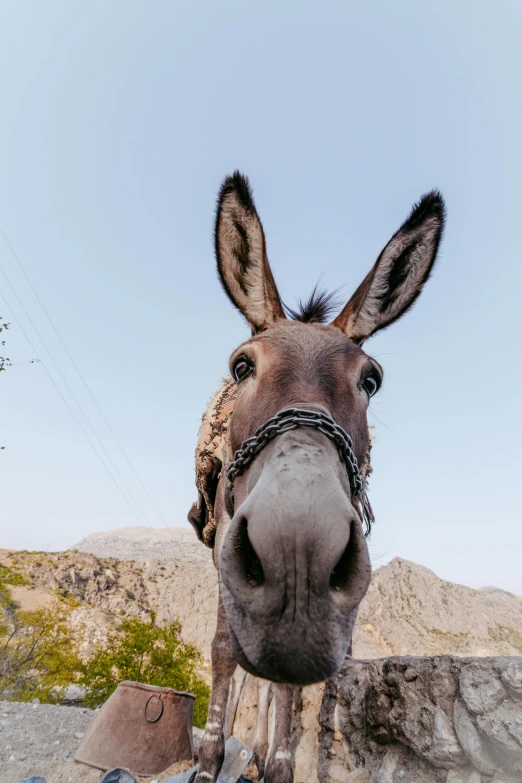 a donkey is smiling while standing in front of mountains