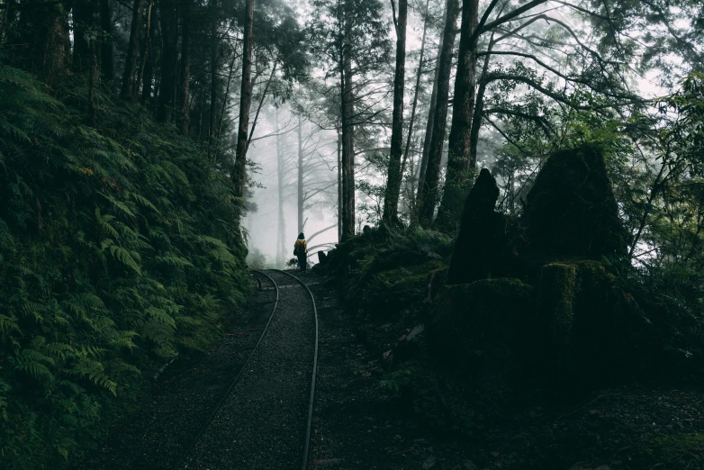 a person is standing on a trail through the woods