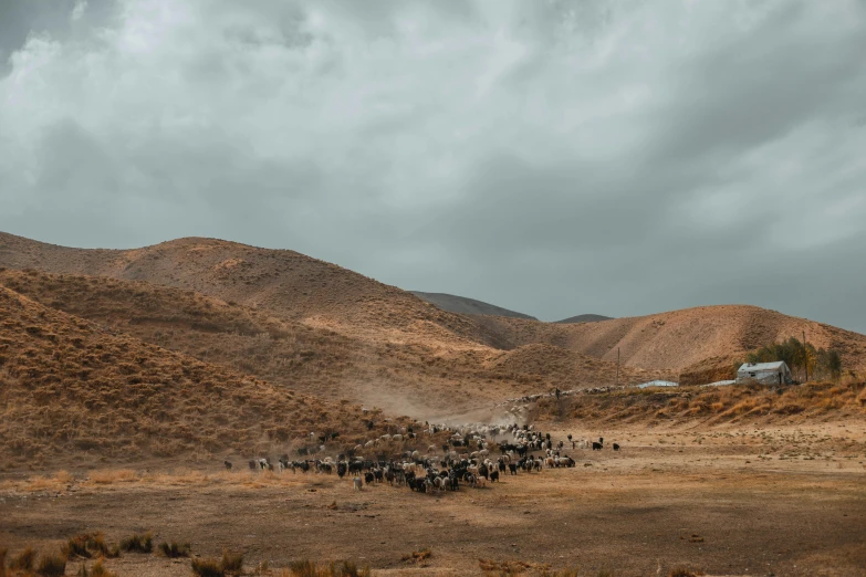 a large group of animals running through the desert