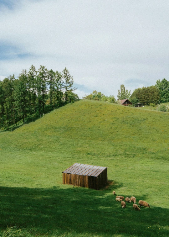 a group of sheep standing in the grass by a shed