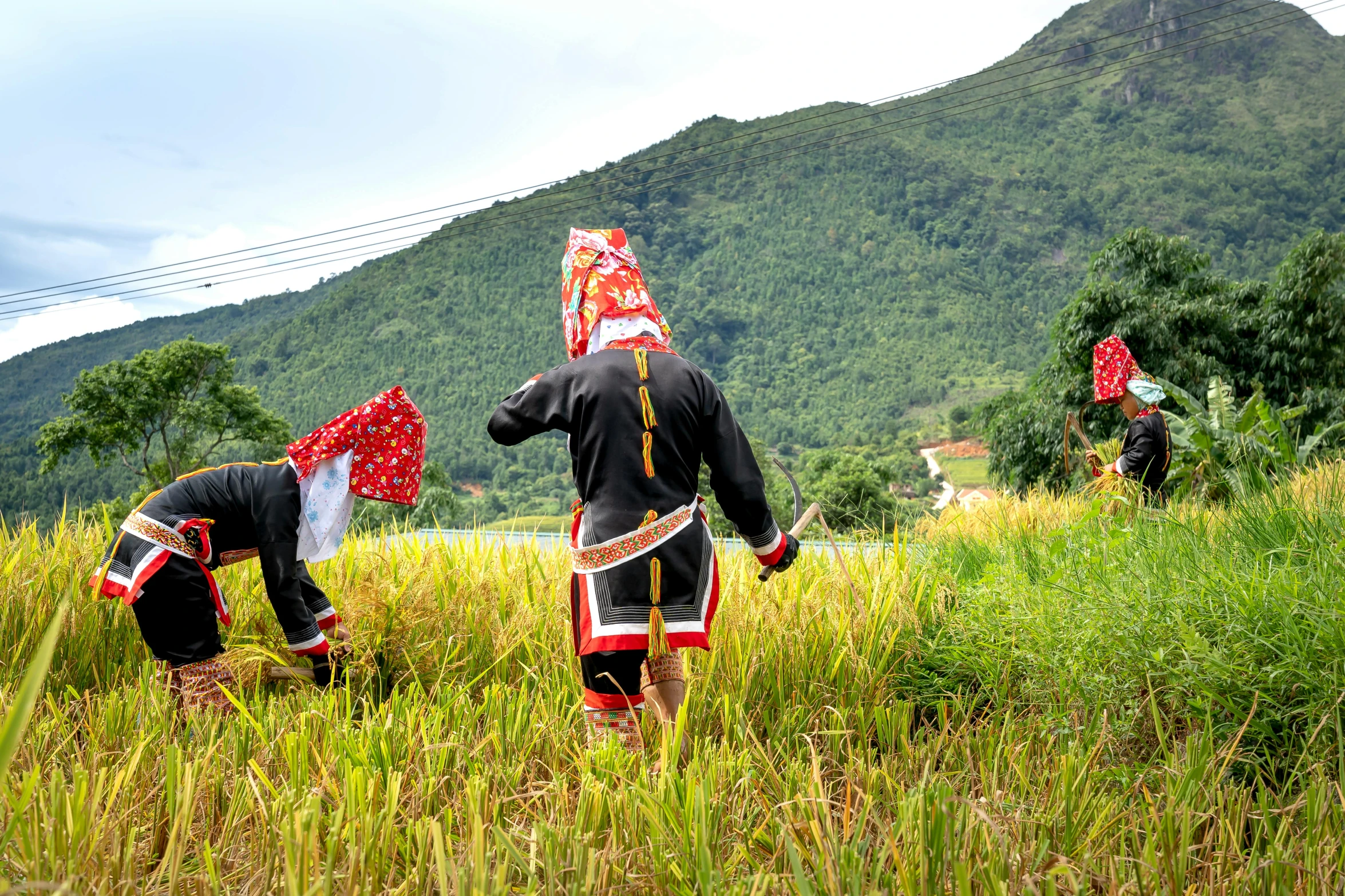 two people in traditional costumes walking through a grassy field