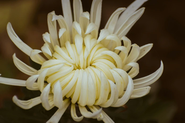 the large white flower has many petals