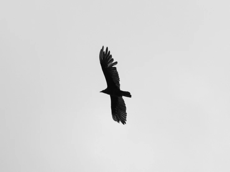 a lone bird flying high up in the sky
