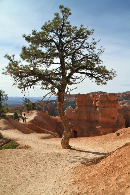 an image of a big tree in the middle of nowhere