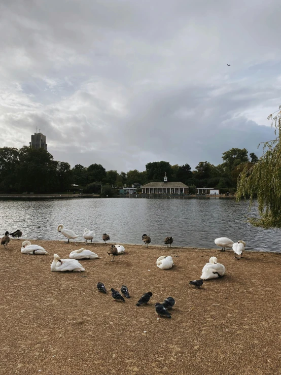 black and white birds in front of a body of water