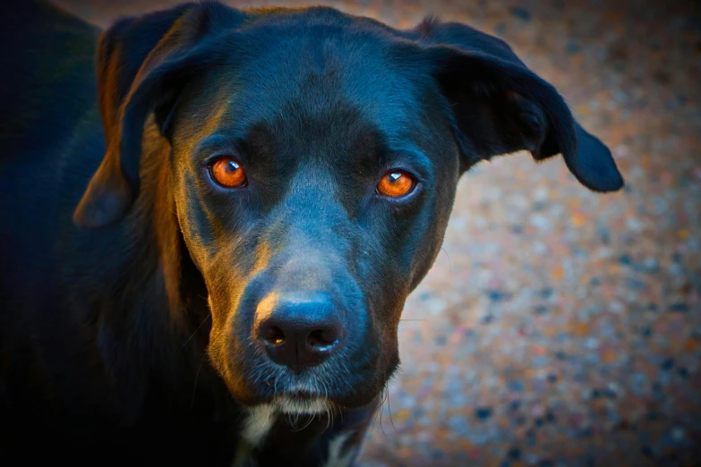 a dog with glowing red eyes looking to the camera