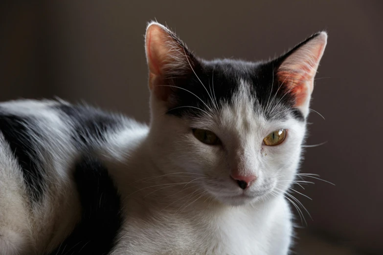 a cat with yellow eyes sits in the sunlight