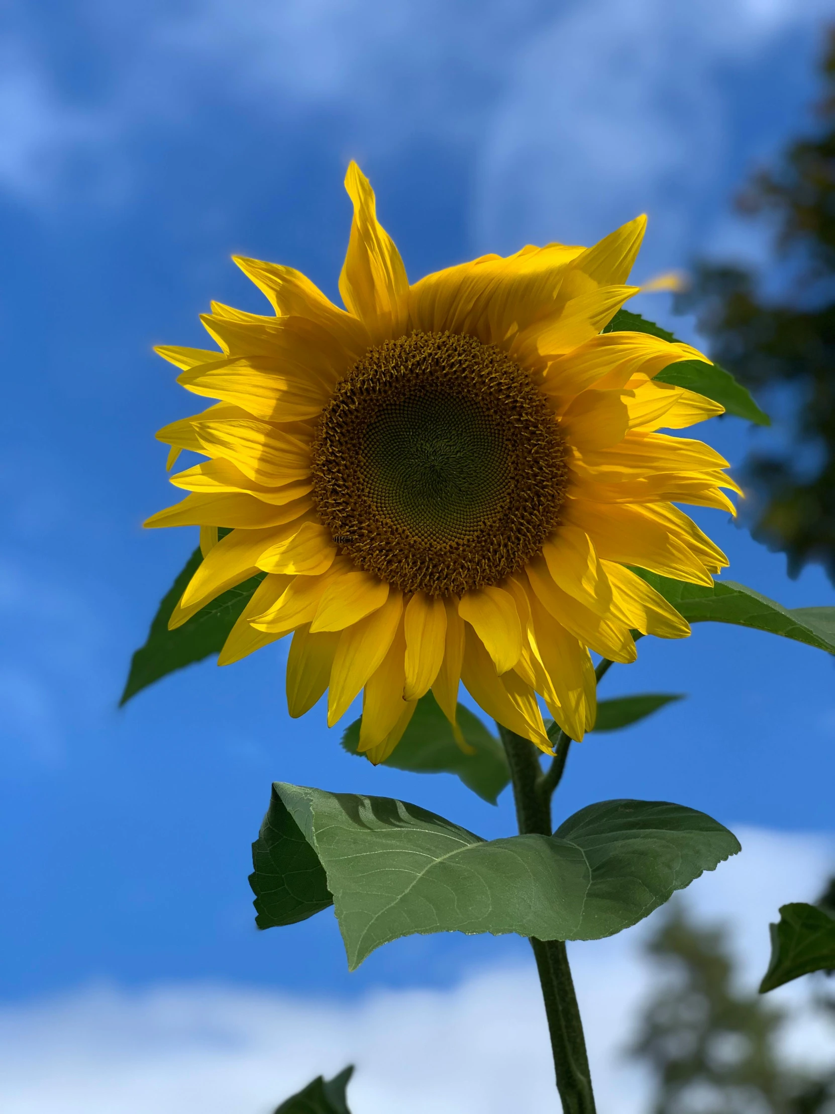 a sunflower in full bloom with a blue sky background