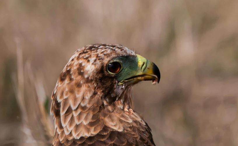 the bird is standing still in the grass