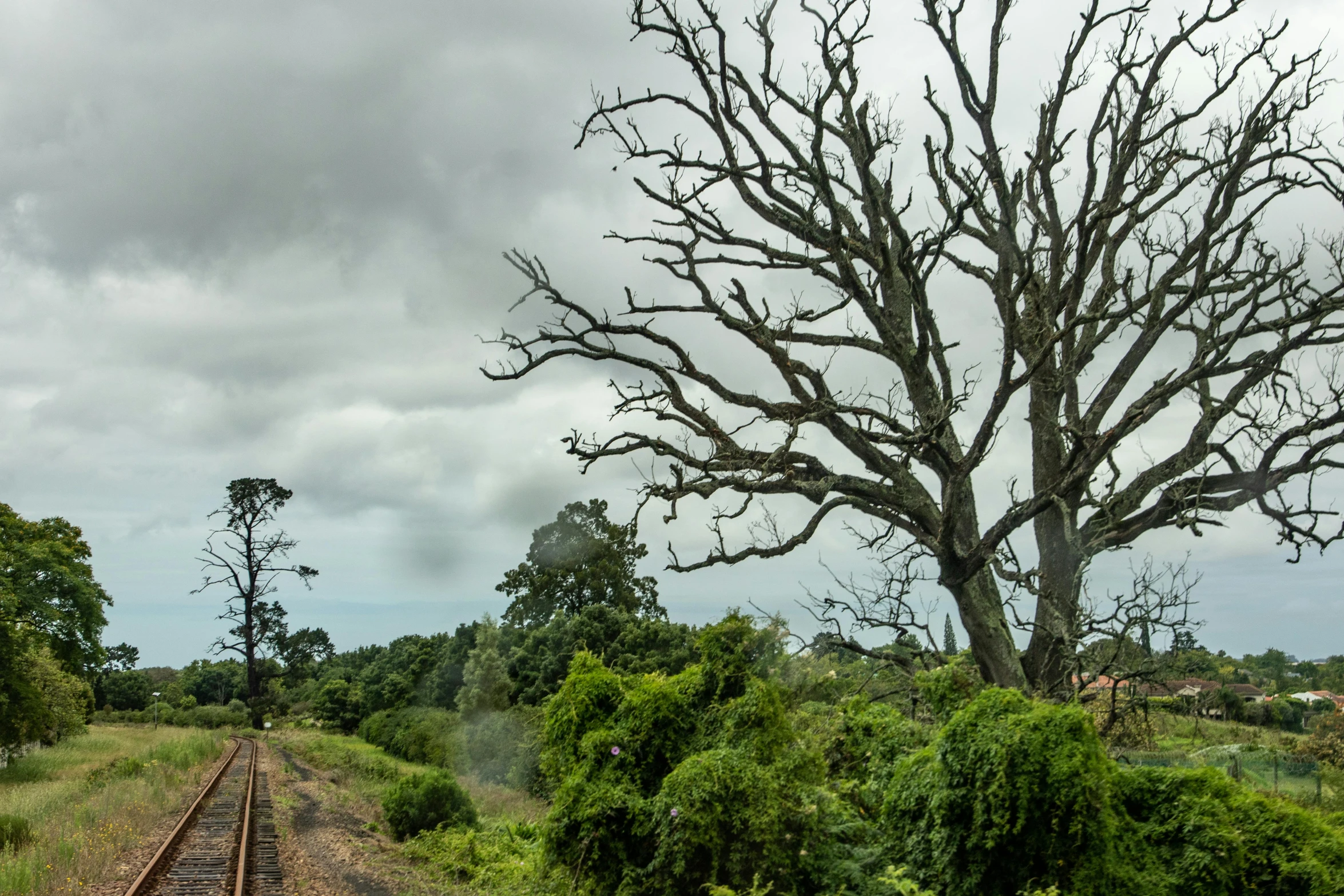 an empty train track running beside a tall tree