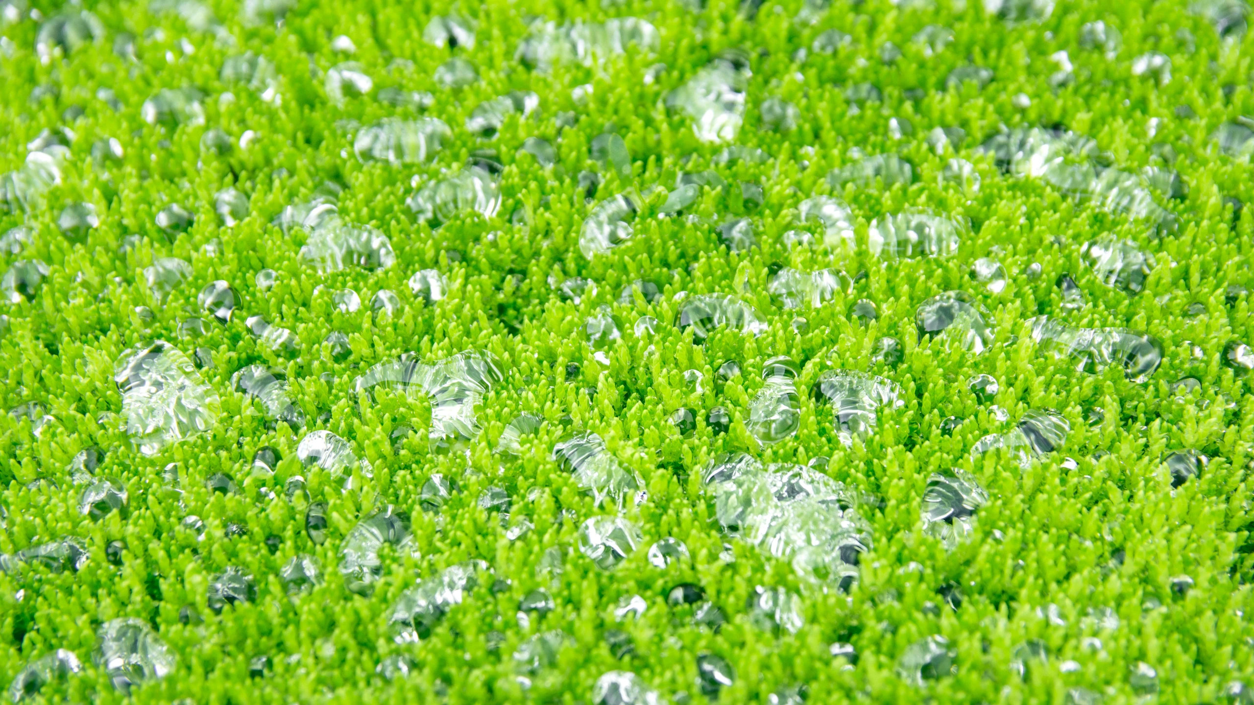 green plants with some white flowers in the grass