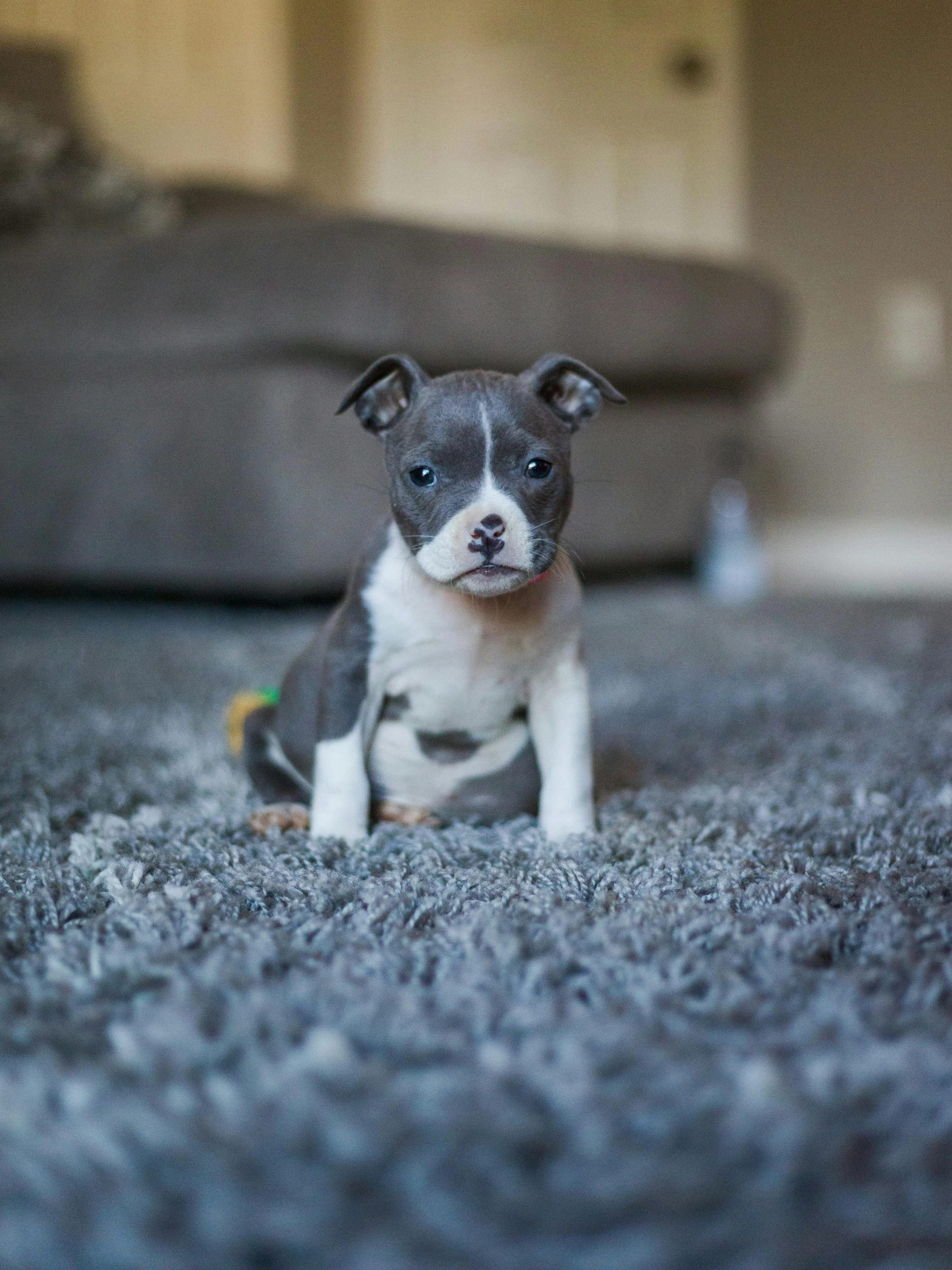 a puppy that is sitting on the carpet in front of a couch