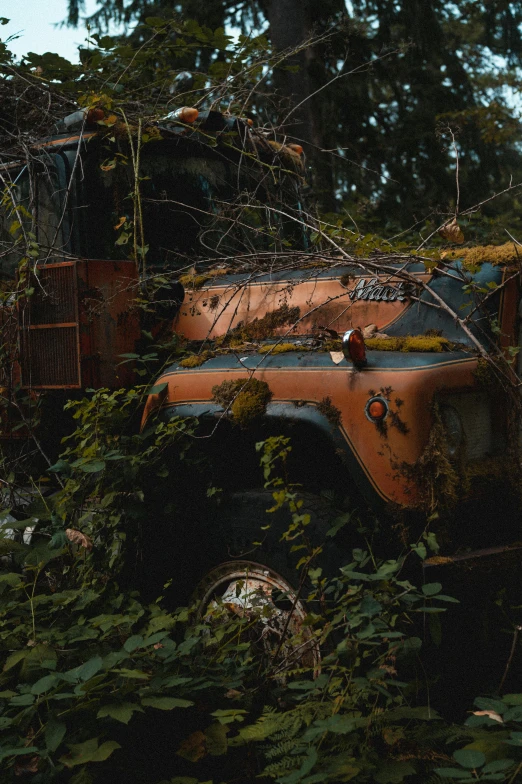 an old truck that is in the weeds and has some vegetation around it