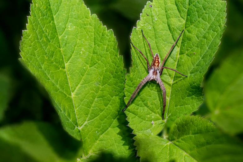 a spider sits on some green leafy leaves