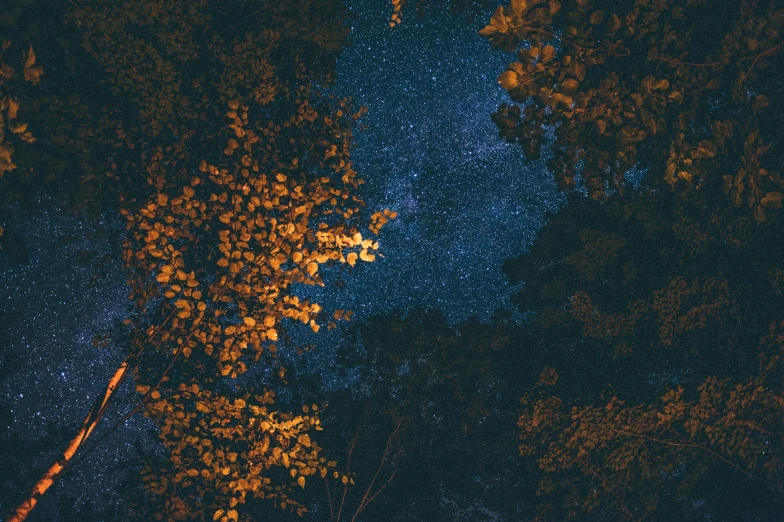 a night time sky with stars and trees