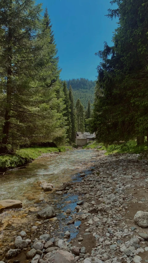 a stream running through a forested area filled with rocks