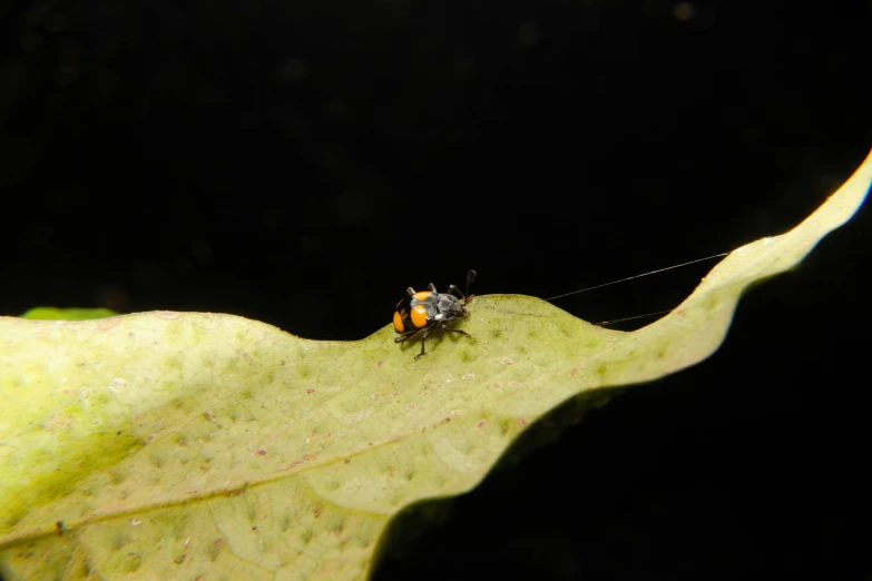 two beetles sitting on a leaf in the dark