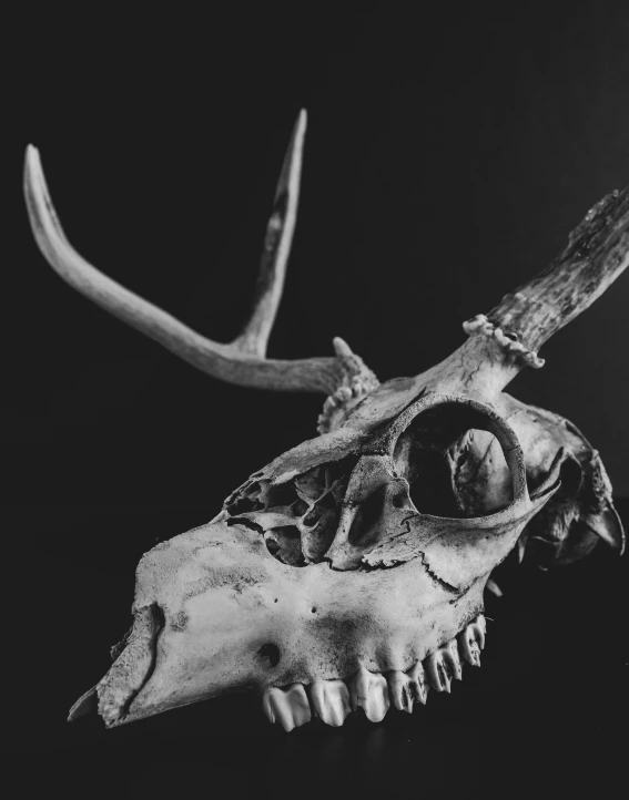 a close up of a skull with horns on it
