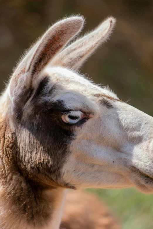 an alpaca looks towards the camera while outside