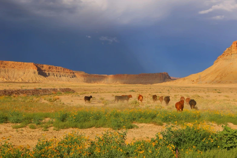 a group of cows walking through a desert area