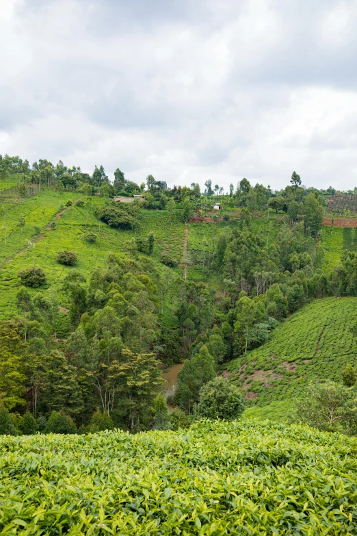 lush vegetation in the foreground with a small hill and a large green forest below