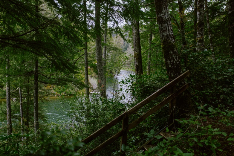 a wooden bench in the middle of a forest