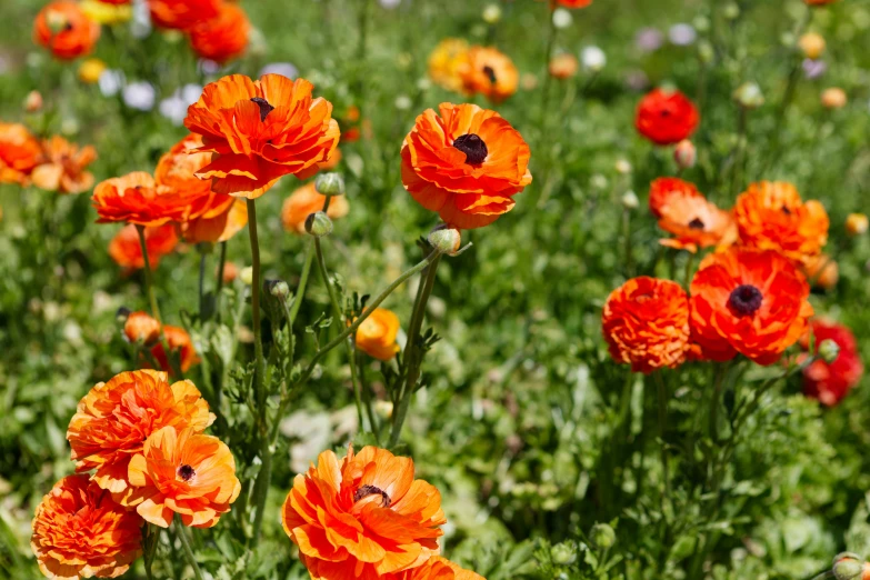 there are several orange flowers growing in a field