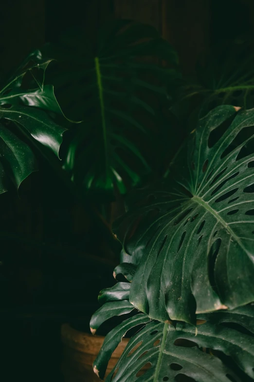 a close up of a large tropical plant