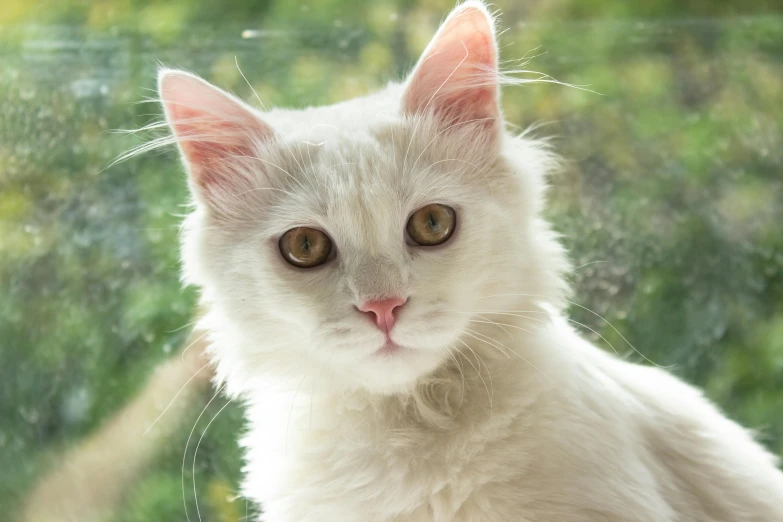 the white cat has two brown eyes