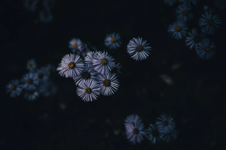 a group of flowers that are on top of a black surface