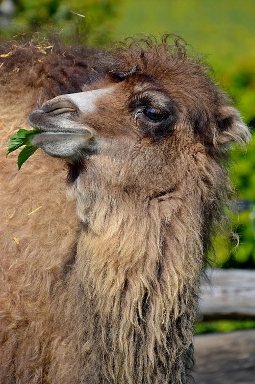 a close up po of a camel eating grass