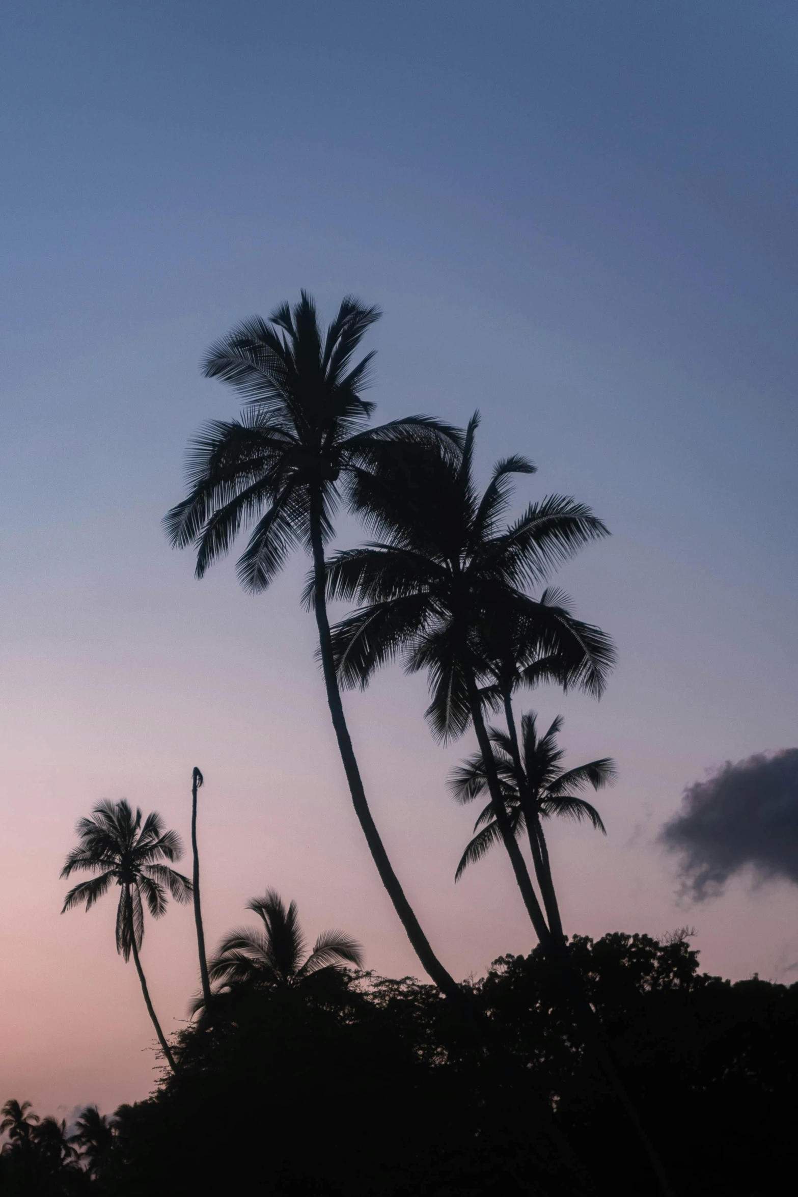 two palm trees stand beside a tall tower with spires