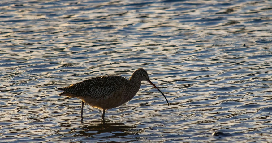 a bird with a long beak stands in shallow water
