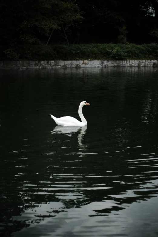 a swan swimming on top of a pond