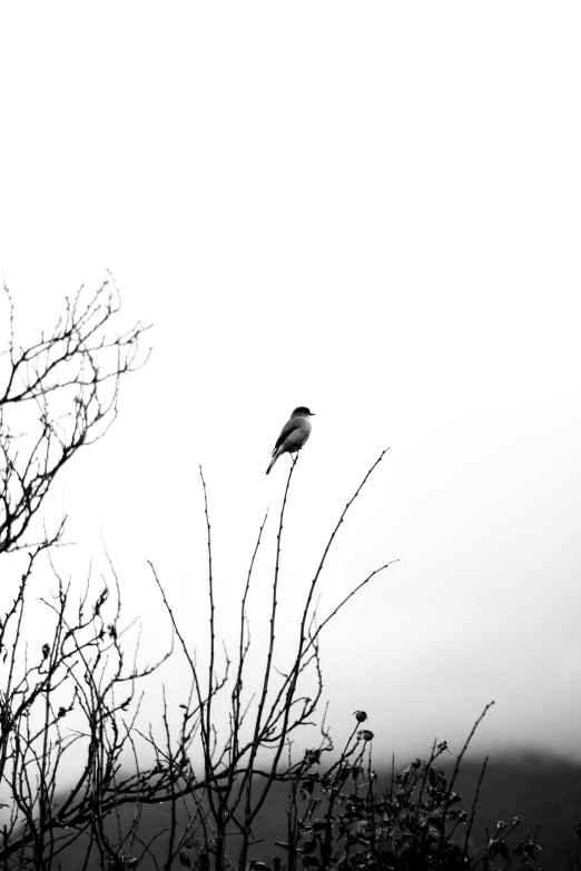 a bird sitting in the top of some bare trees