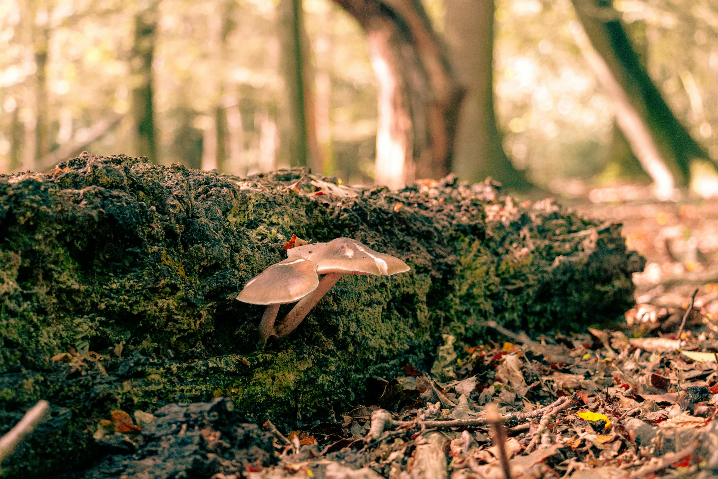 mushrooms are sitting on the bark of this mossy rock in the forest