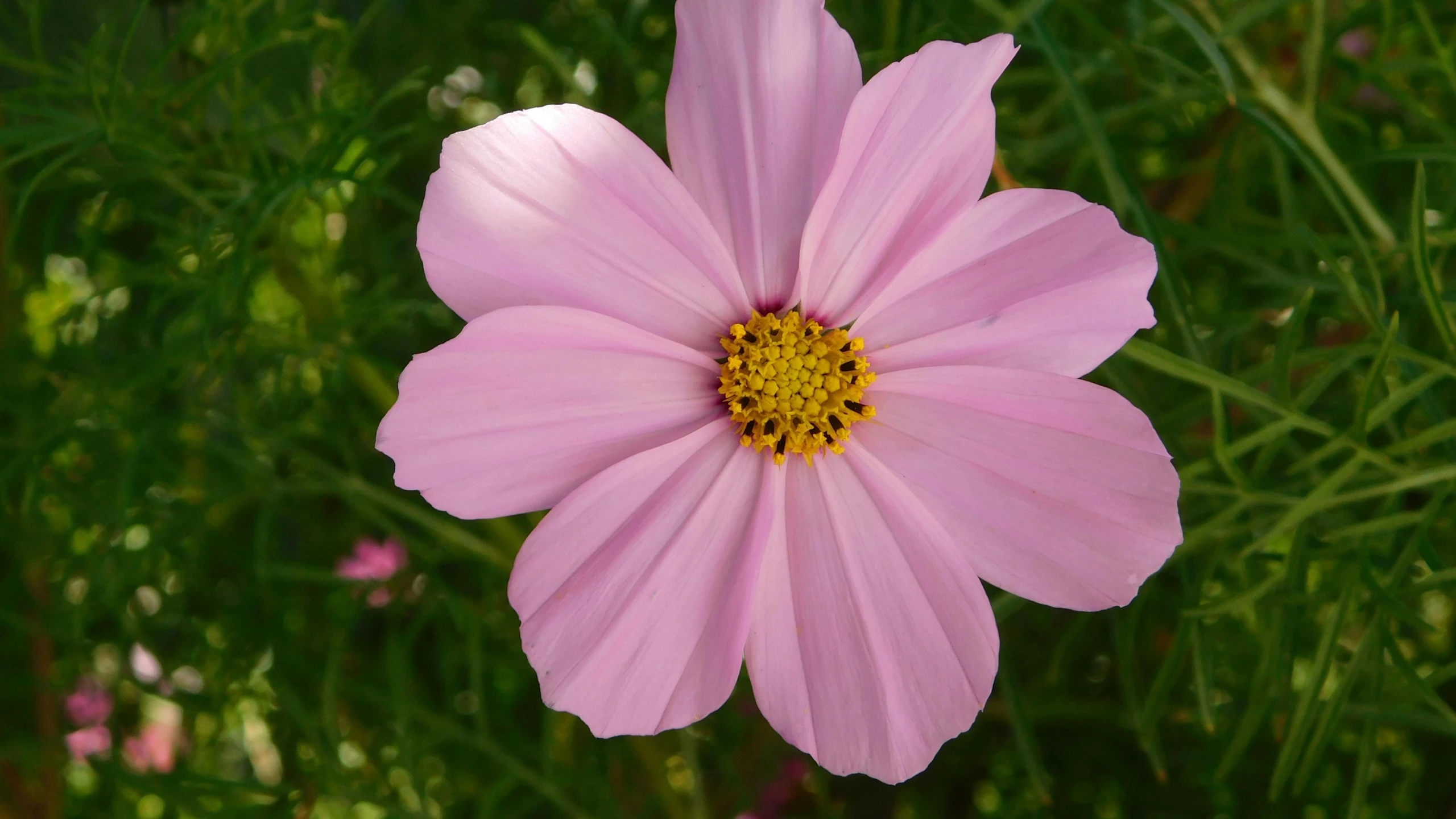 close up of a pink flower in the middle of grass