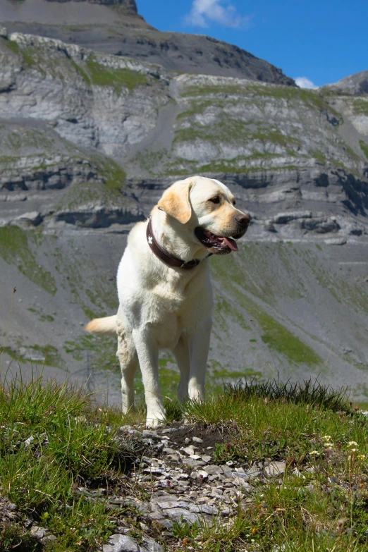 the white dog is looking at the mountains