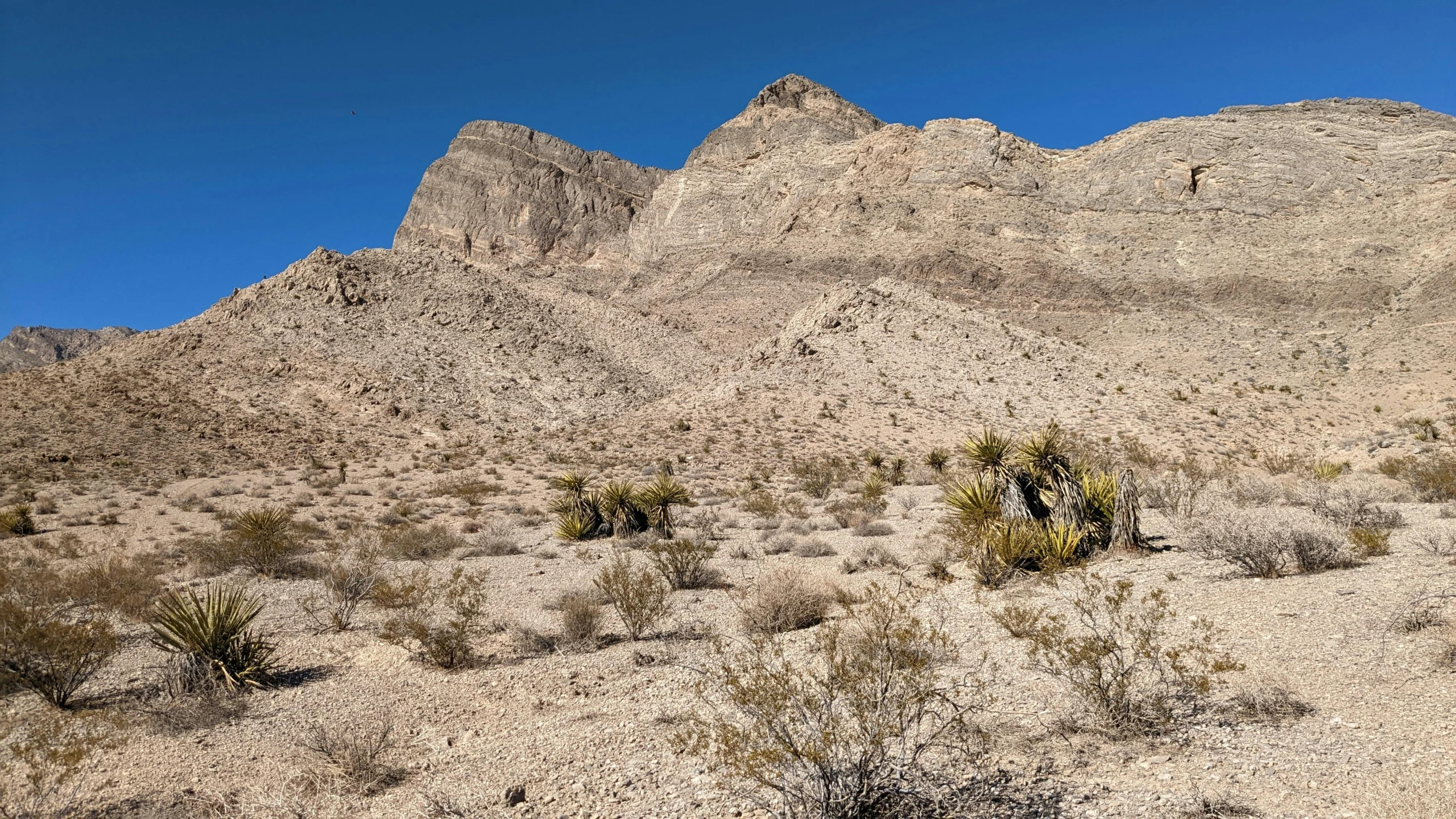 several animals and some trees in the desert