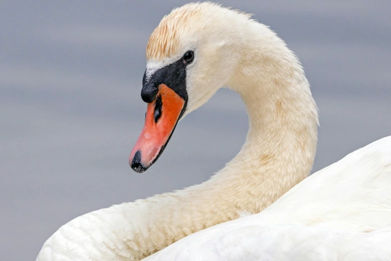 a swan has a orange beak and is looking forward