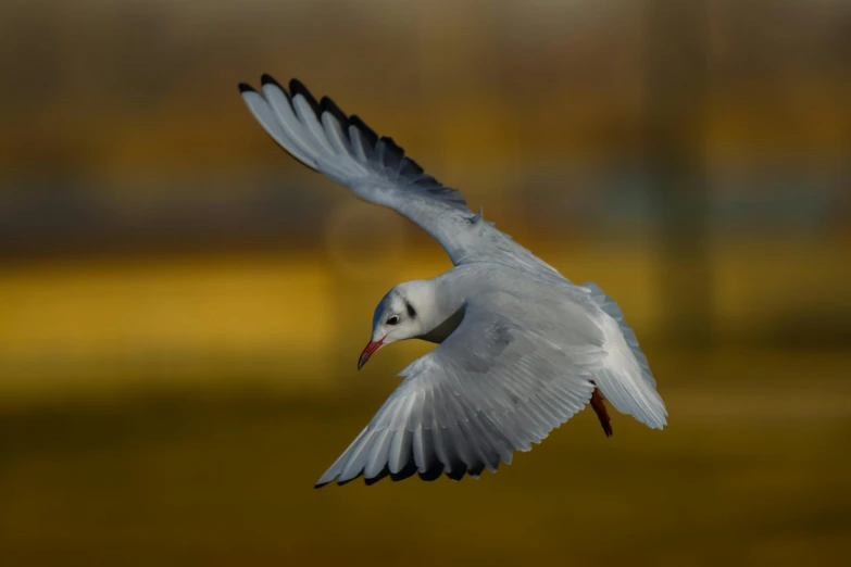 a white bird flying in the air with it's wings spread