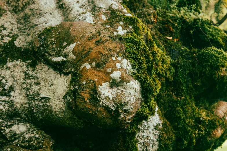 moss on rocks has been mossy and it looks like they have fallen over