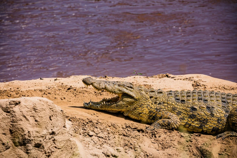 a crocodile laying on a sandy beach near water