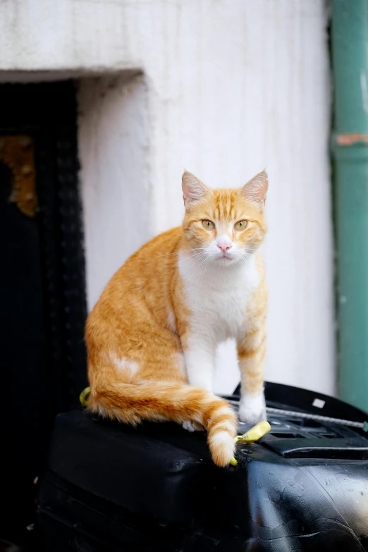 a cat sitting on top of a piece of luggage