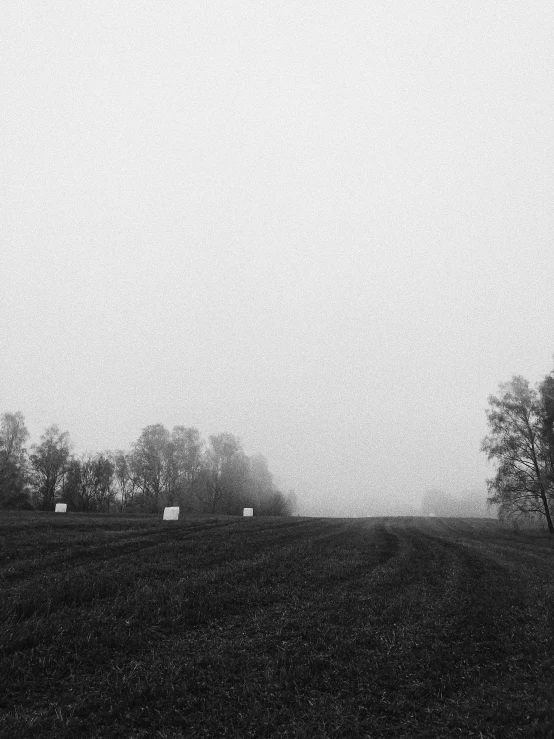 a large black and white field with a tree in the foreground