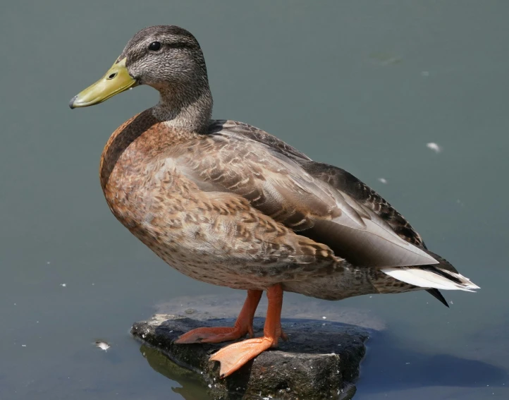 a duck is standing on a rock in the water