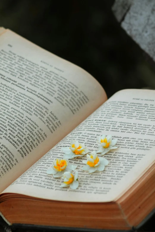 a book opened showing four tiny yellow flowers