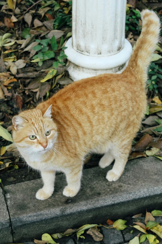 an orange tabby cat standing next to a white fire hydrant