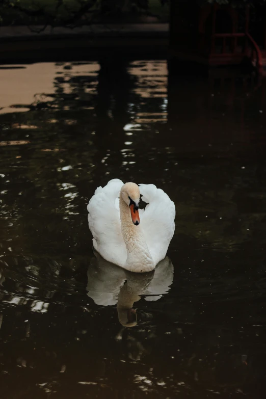 a swan swimming in the water near a building